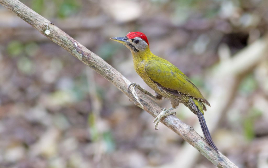 Tree-clinging Birds